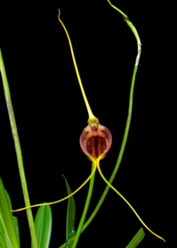 Masdevallia trochilus Windflower AM/AOS 81 pts.